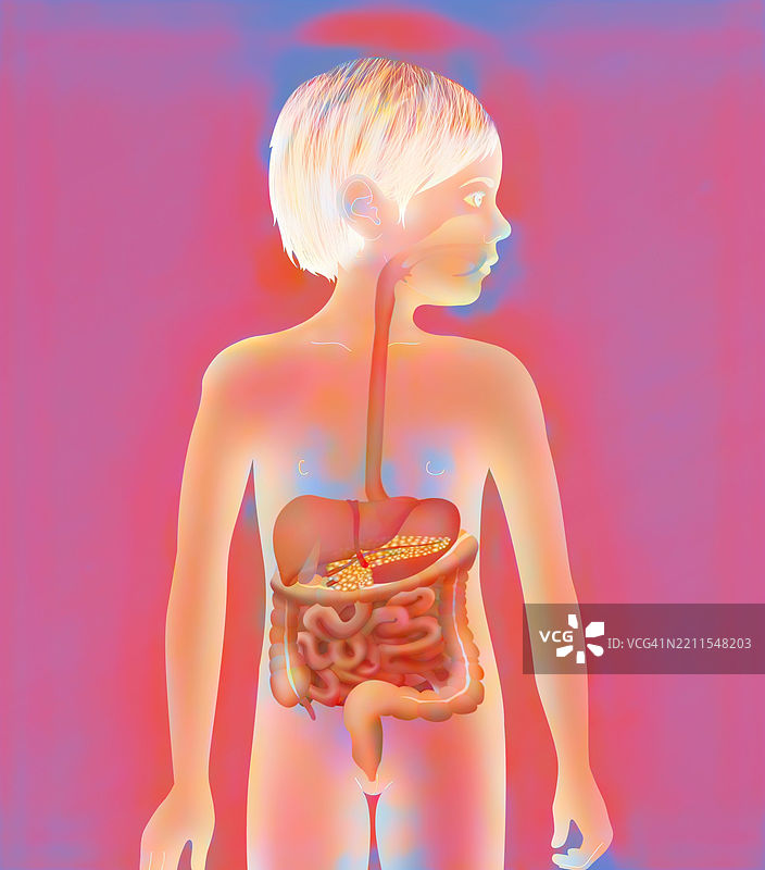 消化系统插图图片素材