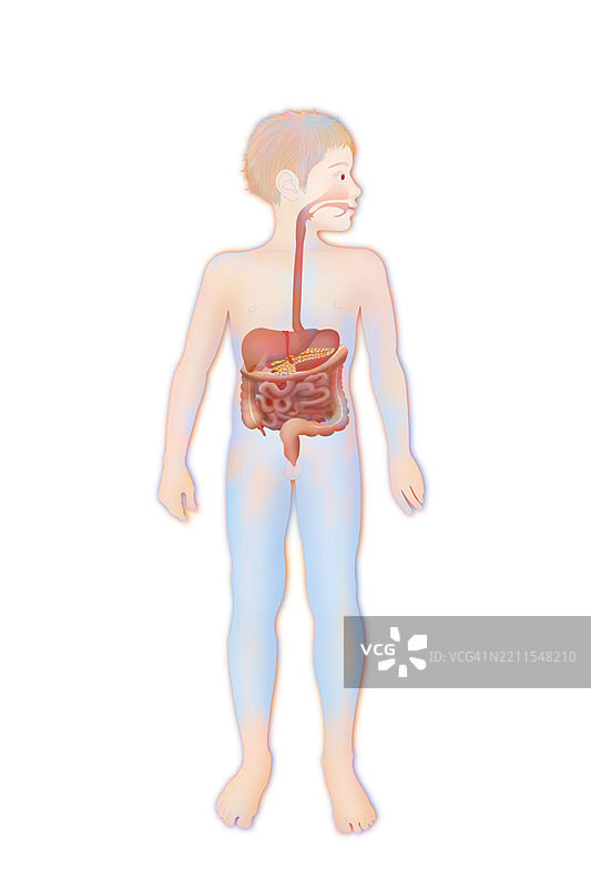 消化系统插图图片素材