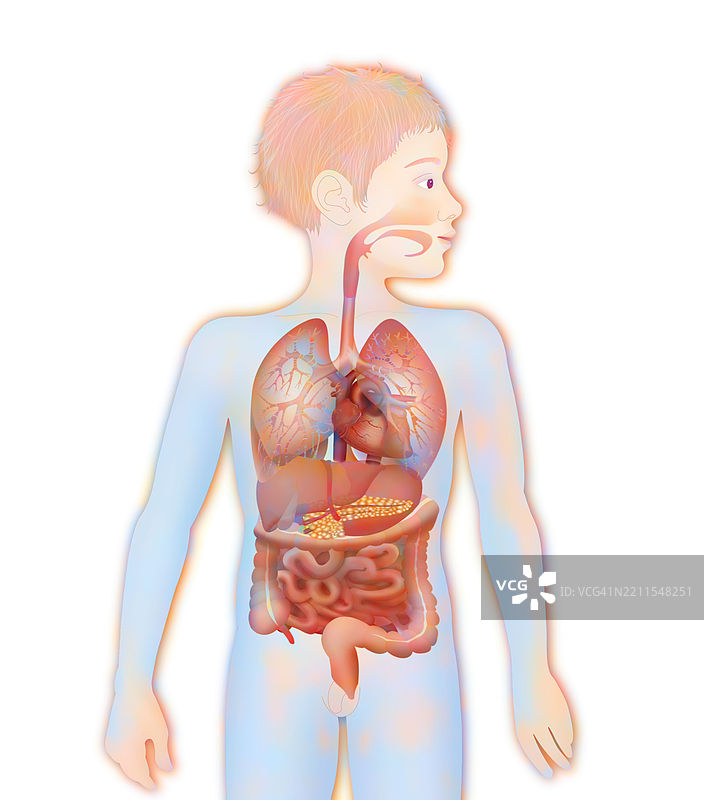 解剖学，躯干图片素材
