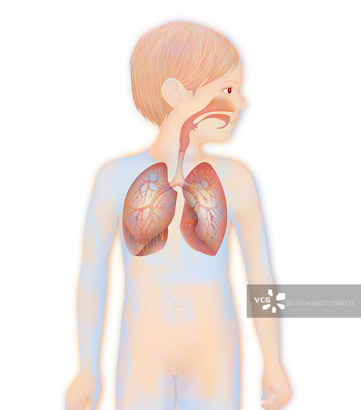 呼吸道，图示图片素材