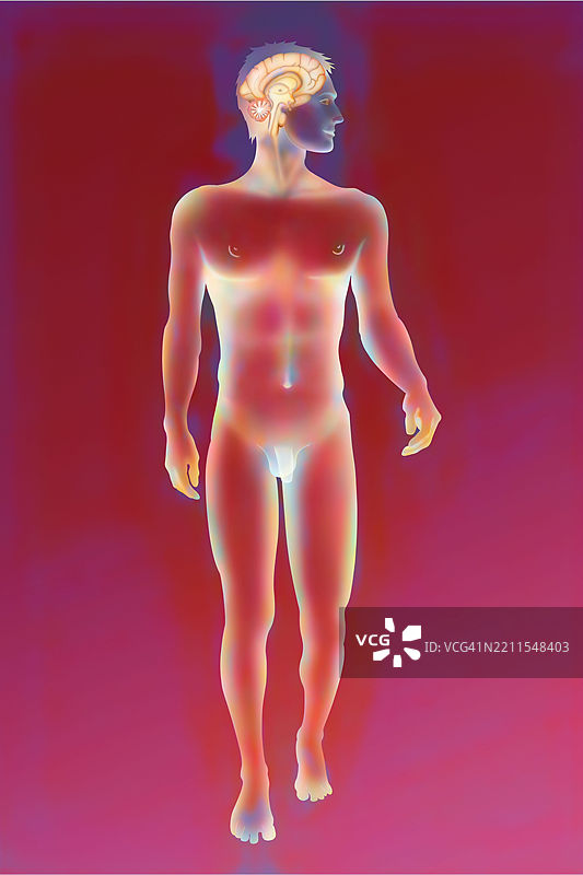 大脑，绘画图片素材