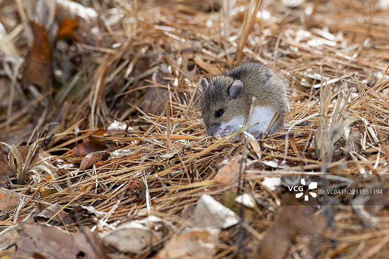 近距离拍摄的鹿鼠在森林地面上吃植物。图片素材