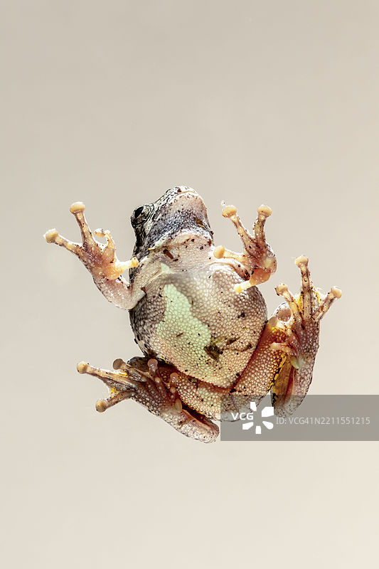 灰树蛙底部视角，展示了趾垫图片素材