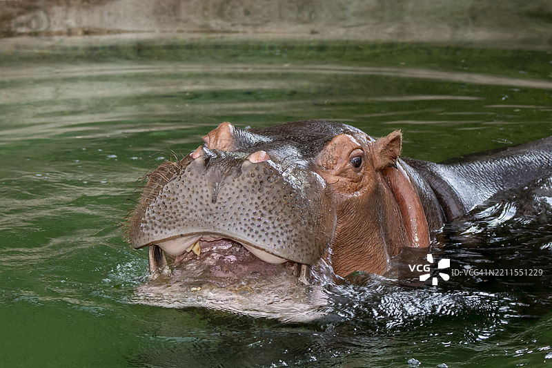 河马特写；河马（Hippopotamus amphibius）注视着镜头图片素材