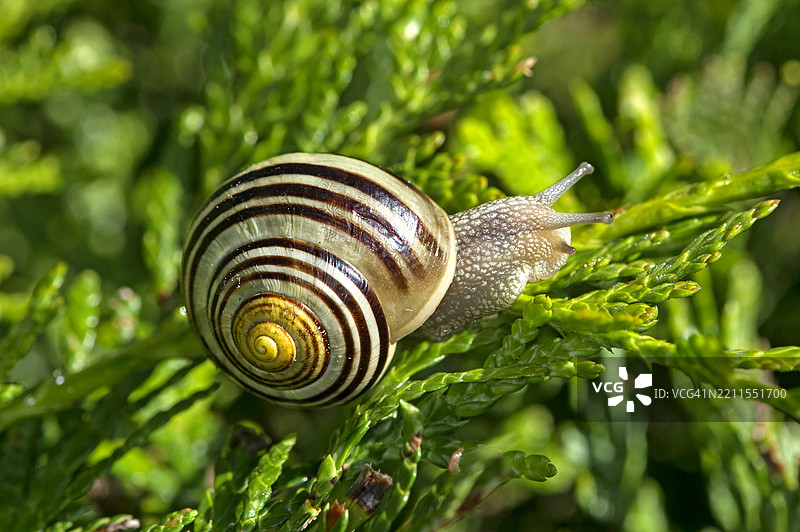 花园带螺（Cepaea hortensis），瑞士瓦莱州图片素材