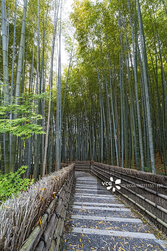 京都的竹林图片素材