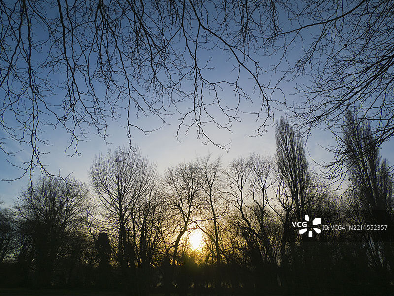 日出时的光秃树木，圣海伦码头，阿宾登图片素材