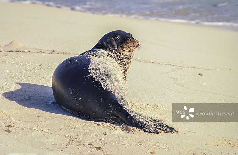 夏威夷僧海豹（Neomonachus schauinslandi）在夏威夷群岛国家野生动物保护区的燕鸥岛上图片素材