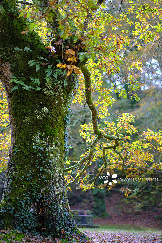西班牙卡布尔尼加谷乌西达的秋季山毛榉树图片素材