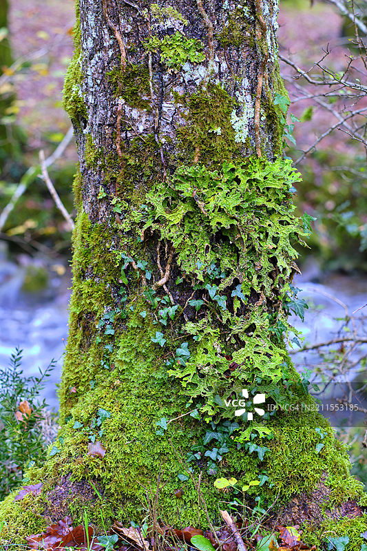 西班牙坎塔布里亚州卡布尔尼加山谷中的苔藓树上生长的丰盛肺蕨苔藓图片素材