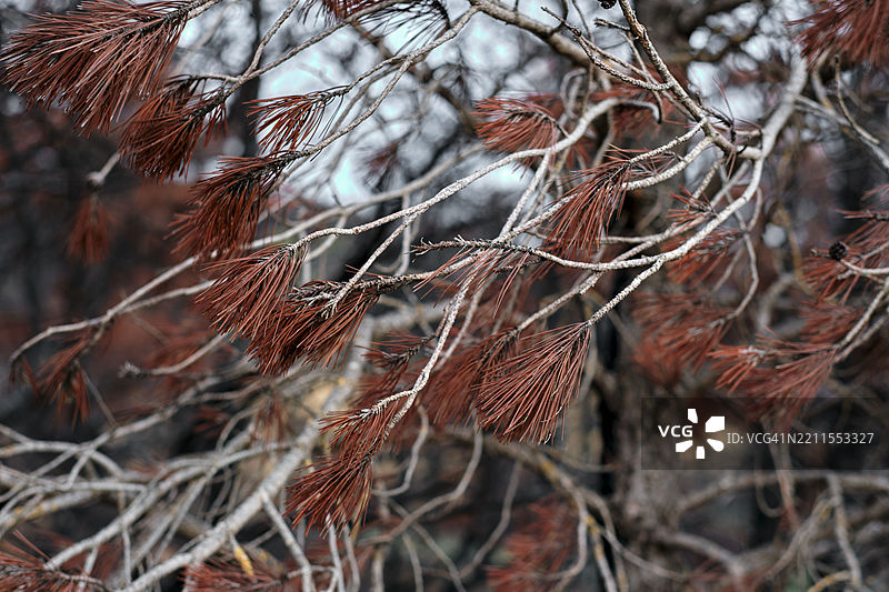 烧焦松树的红色针叶图片素材