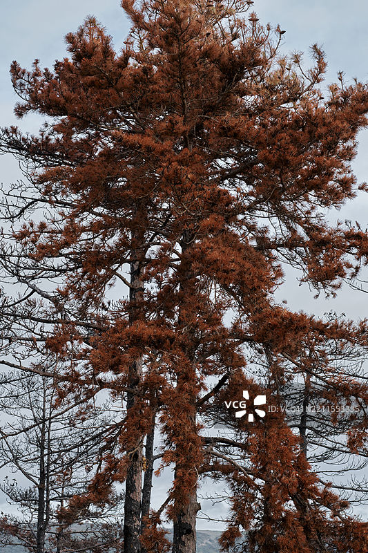 烧焦的松树树干与红色针叶图片素材
