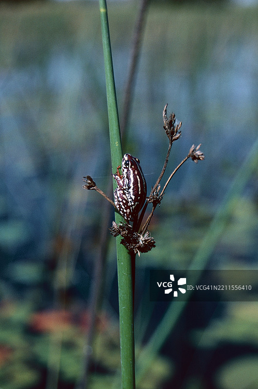 奥卡万戈的芦苇蛙图片素材