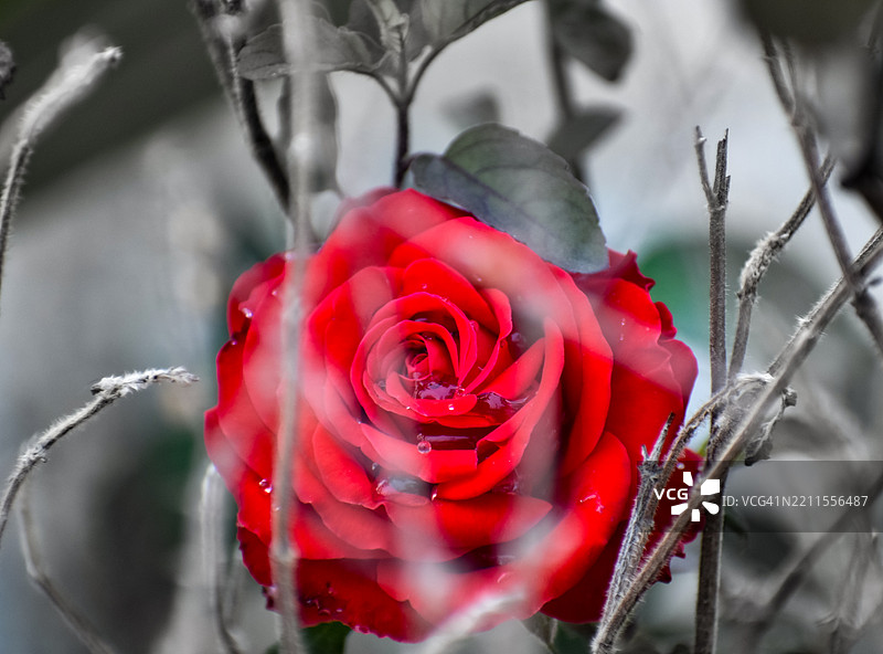 沙漠玫瑰图片素材