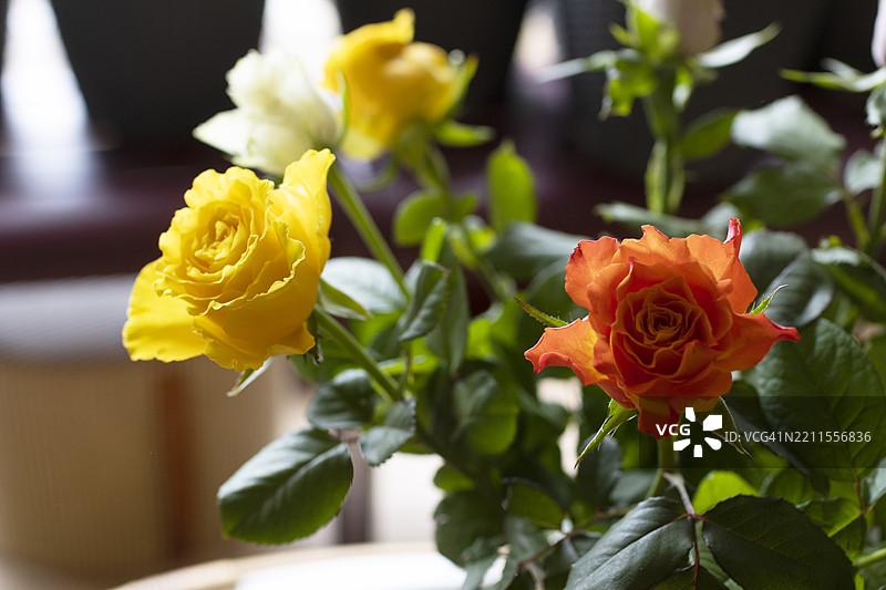 不同颜色的玫瑰花在花瓶中图片素材