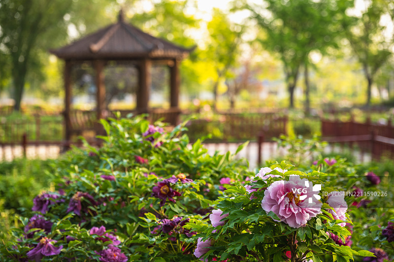 中国园林中的美丽牡丹花图片素材