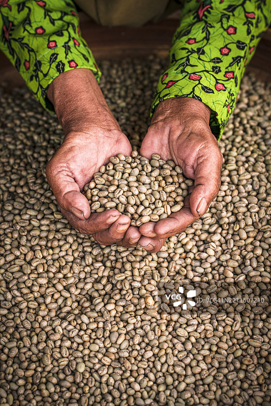 工人手持生咖啡豆用于猫屎咖啡图片素材