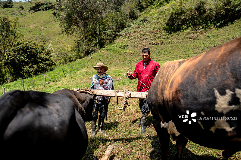 农民在农场用绳子牵引牛只图片素材