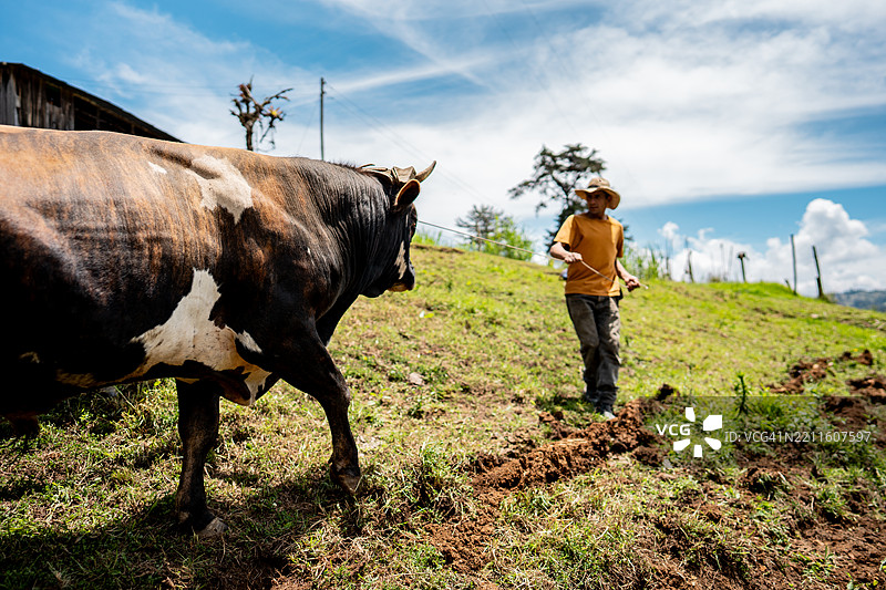 农民在农场用绳子牵着牛图片素材
