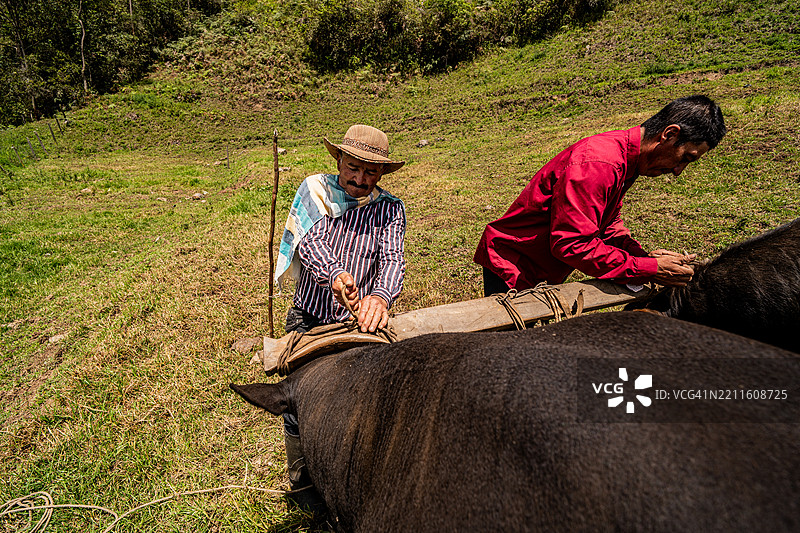 农民把牛系起来以便在农场运输图片素材