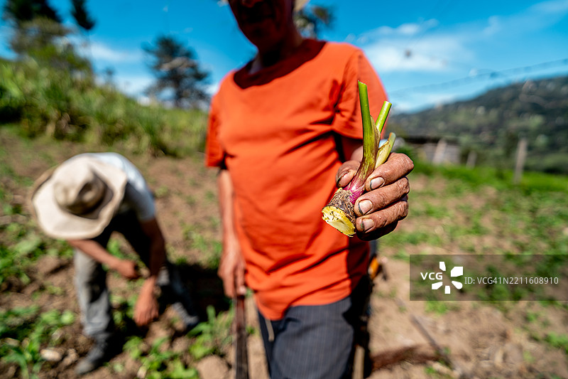 农场里，一个男人手握木薯幼苗的特写镜头图片素材