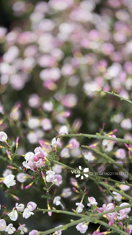 盛开的沃敏斯特粉色扫帚（Cytisus praecox）特写图片素材
