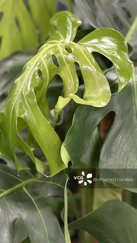 瑞士奶酪植物（Monstera deliciosa）叶子的特写图片素材