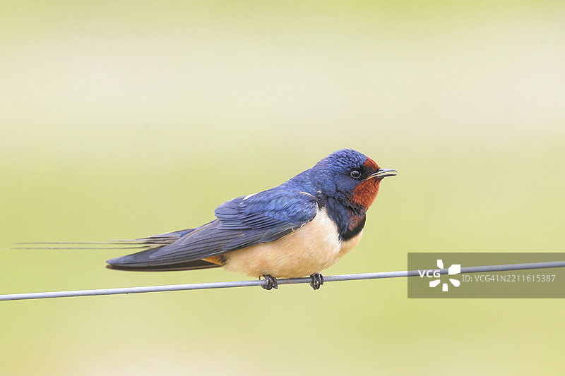 在电线上栖息的燕子（Hirundo rustica），野生动物，动物，鸟类，燕子，候鸟，奥克森莫尔，杜默湖自然公园，赫德，下萨克森，德国，欧洲图片素材