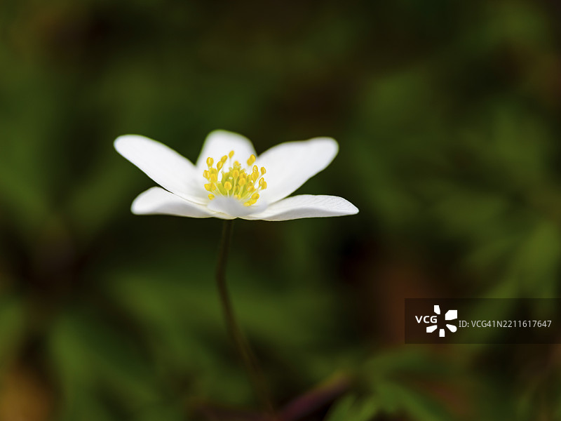 木兰花（anemone nemorosa），比绍夫斯维森，贝希特斯加登地区，上巴伐利亚，巴伐利亚，德国，欧洲图片素材