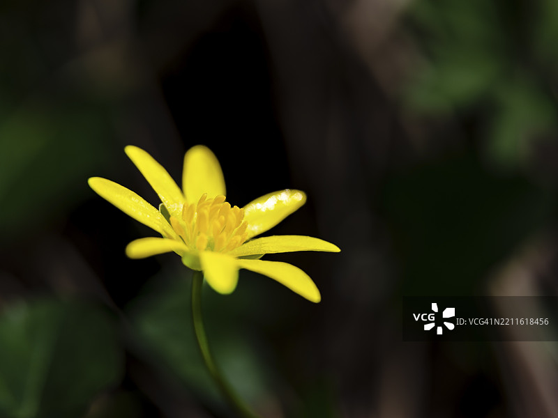 小黄花(ficaria verna),比绍夫斯维森,贝希特斯加登地区,上巴伐利亚,巴伐利亚,德国,欧洲图片素材