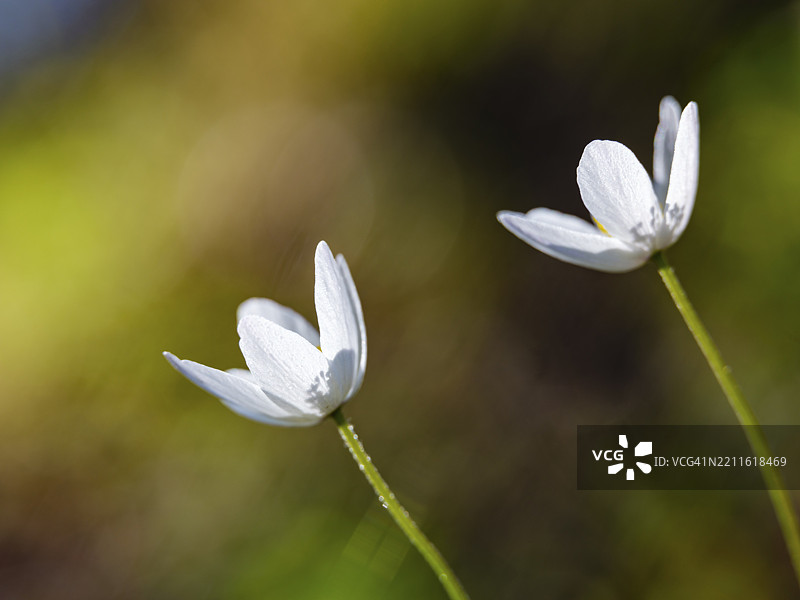木兰花(anemone nemorosa),比绍夫斯维森,贝希特斯加登地区,上巴伐利亚,巴伐利亚,德国,欧洲图片素材