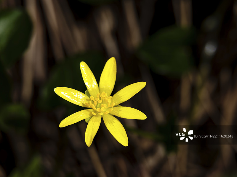 小黄花(ficaria verna),比绍夫斯维森,贝希特斯加登地区,上巴伐利亚,巴伐利亚,德国,欧洲图片素材