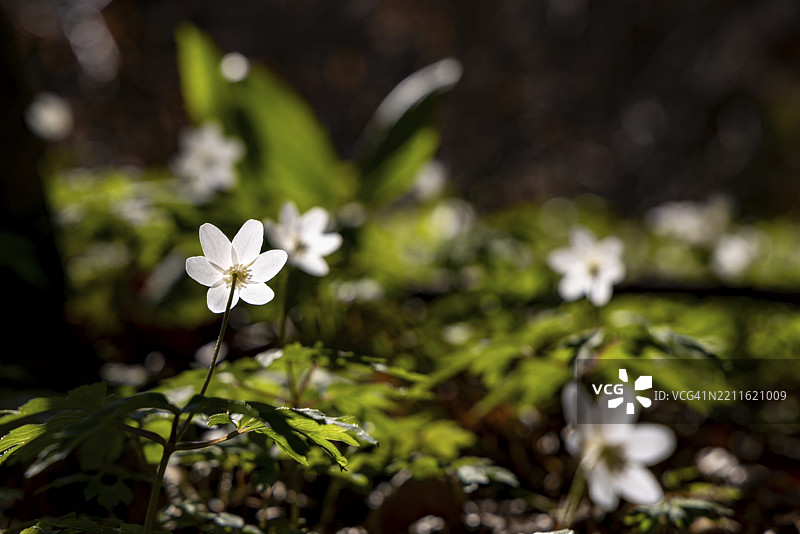 木兰花(anemone nemorosa),比绍夫斯维森,贝希特斯加登地区,上巴伐利亚,巴伐利亚,德国,欧洲图片素材