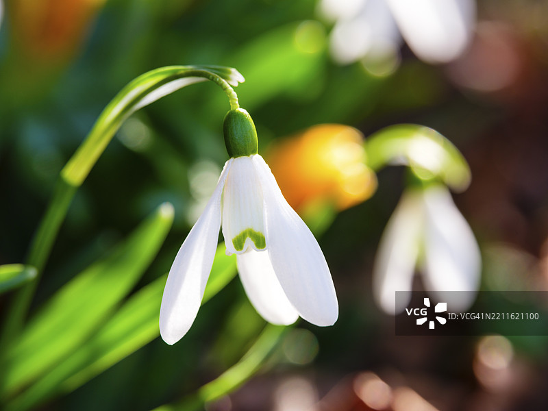 雪花莲（Galanthus nivalis），比绍夫斯维森，贝希特斯加登地区，上巴伐利亚，巴伐利亚，德国，欧洲图片素材