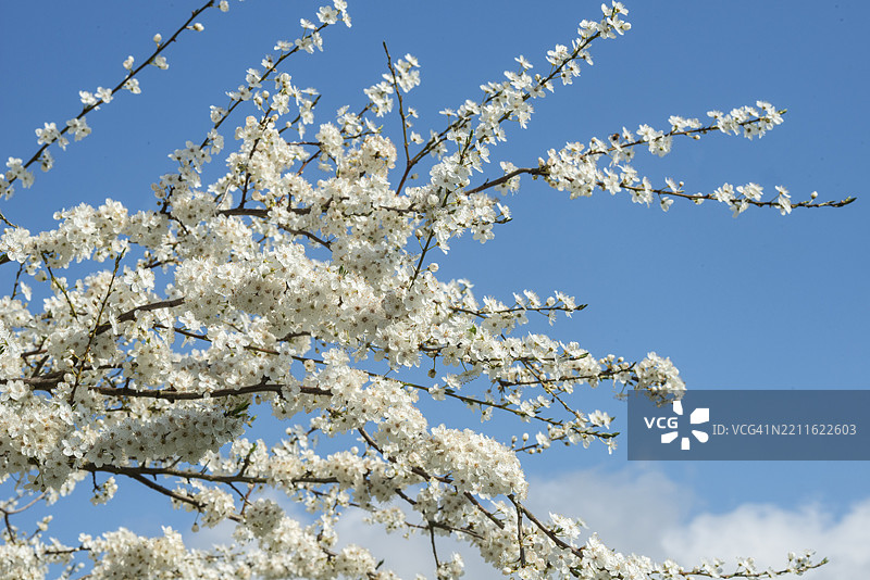 开花的黑刺梅（Prunus spinosa）在瑞典斯科纳县的伊斯塔德图片素材