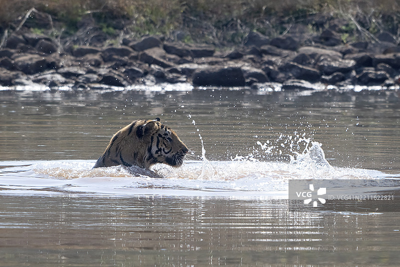 老虎(Panthera tigris),孟加拉虎或印度虎,大型猫科动物(Pantherinae),食肉动物(Carnivora),极度濒危,水中,萨图拉国家公园,虎保护区,中央邦,帕赫马尔希生物圈保护区,印度,亚洲图片素材