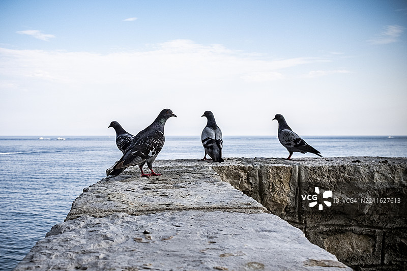 埃兹码头上的鸟类图片素材