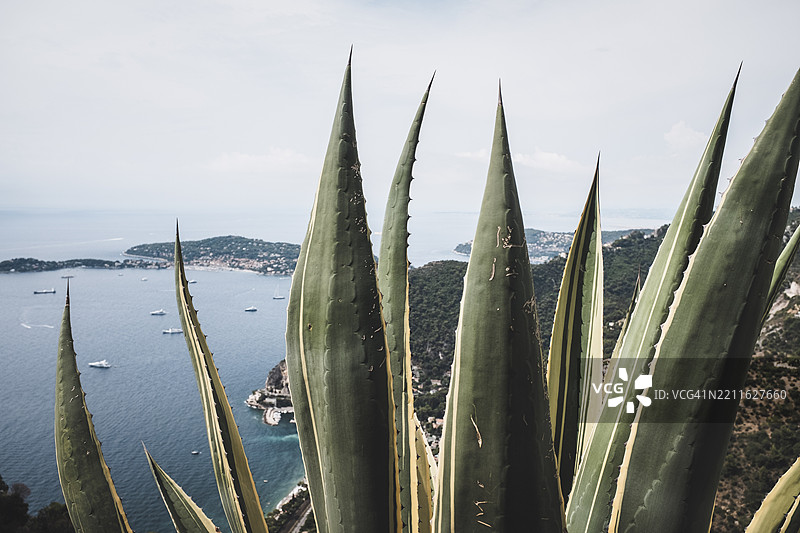 俯瞰地中海的龙舌兰植物图片素材