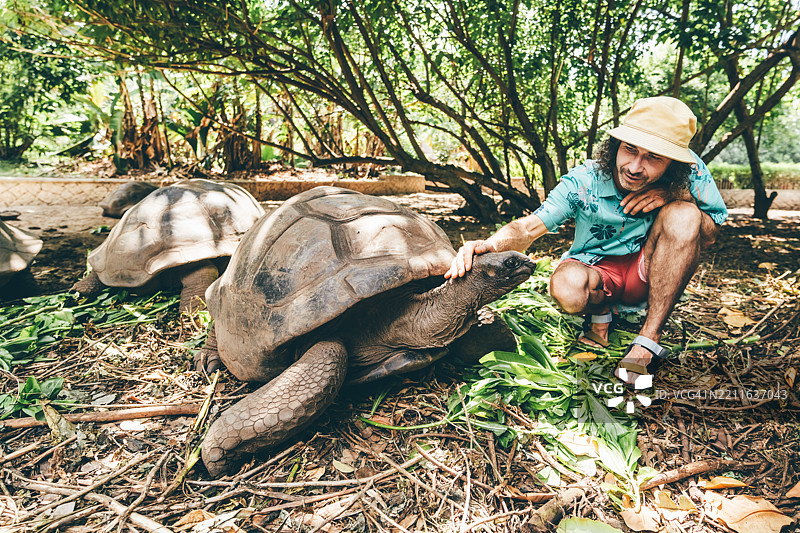 男子在喂养一只巨大的塞舌尔象龟。图片素材