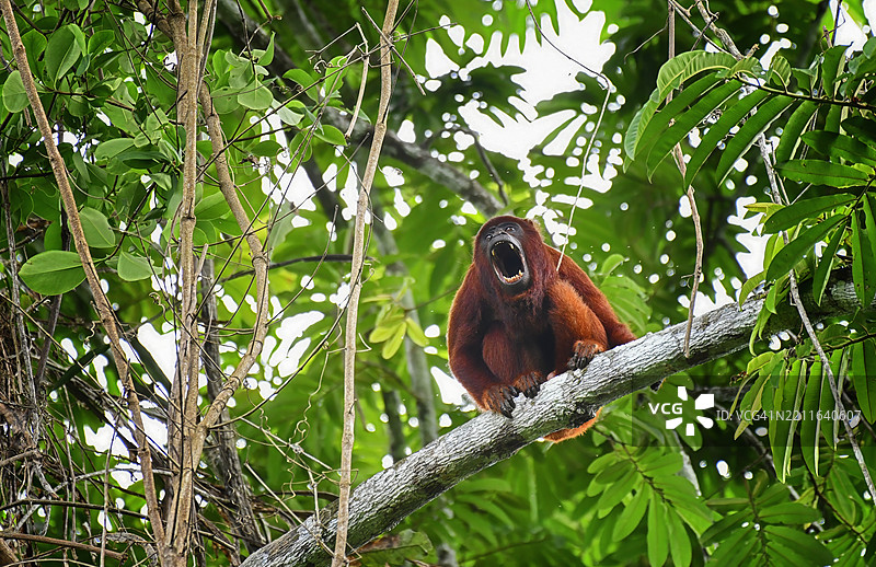 愤怒的野生红吼猴在树枝上图片素材