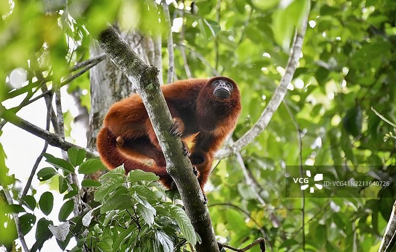 野生红吼猴在树枝上仰望图片素材