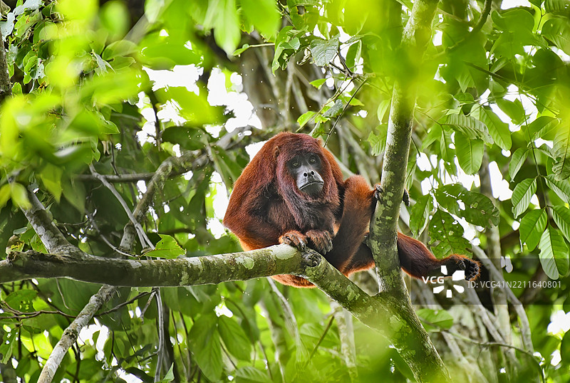 野生红吼猴在树枝上休息时显得很伤心图片素材