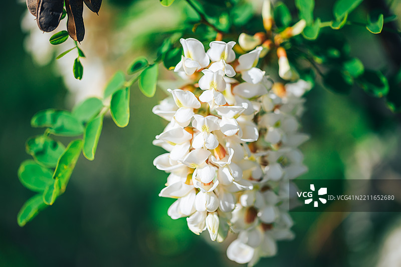 白色花朵的特写镜头图片素材