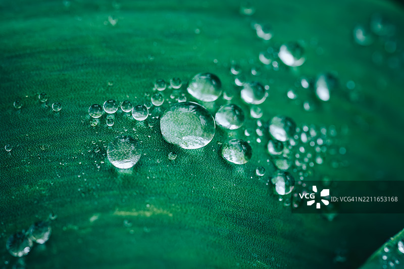 叶子上的雨滴特写图片素材