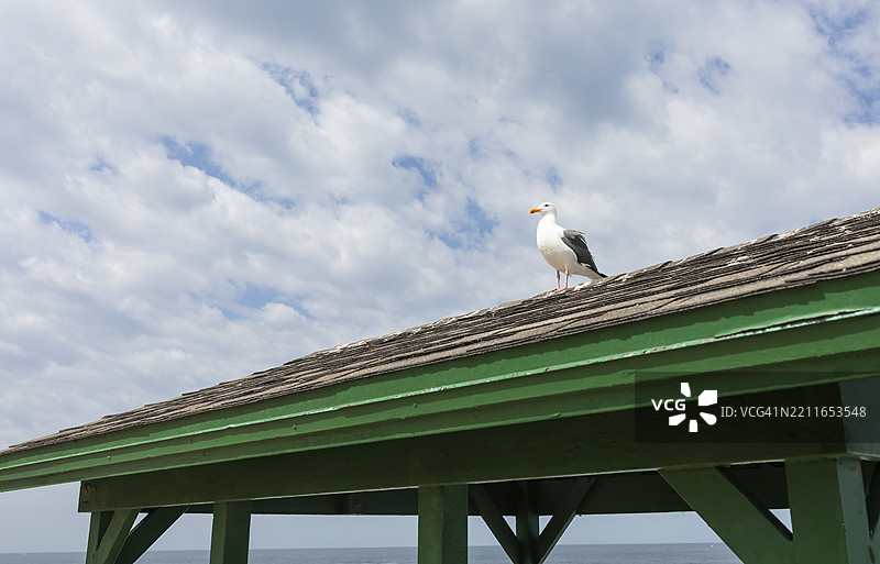 一只海鸥鸟栖息在绿色屋顶上，背景是蓝天。图片素材