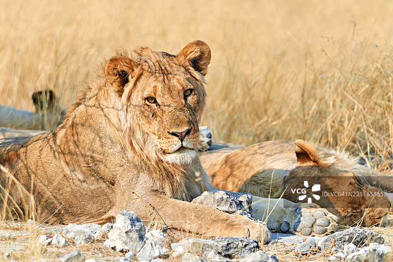 纳米比亚埃托沙国家公园 野生狮子图片素材