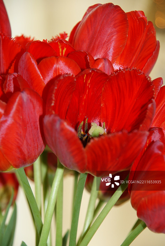 红色郁金香的特写镜头图片素材