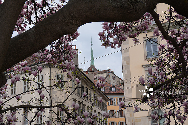 低角度视图的开花树与建筑，瑞士图片素材