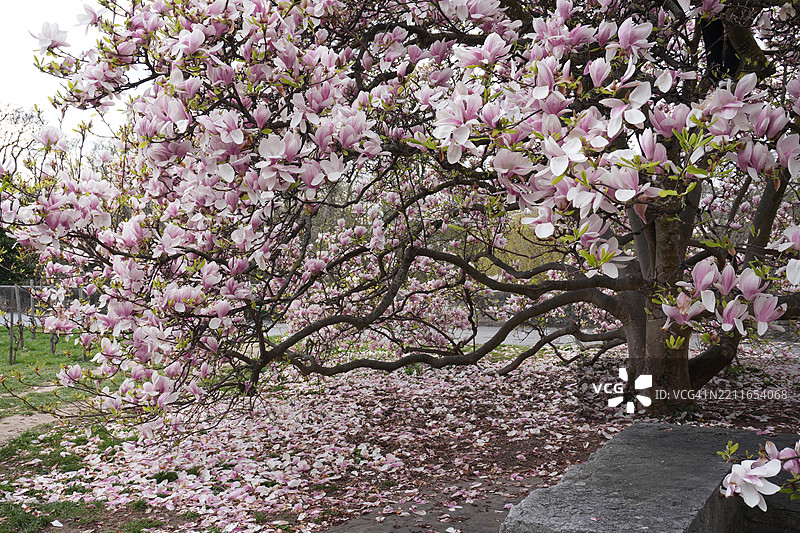 瑞士樱花树特写图片素材