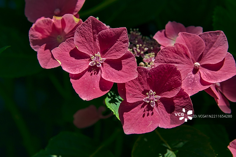 一对粉色的绣球花（绣球花）图片素材